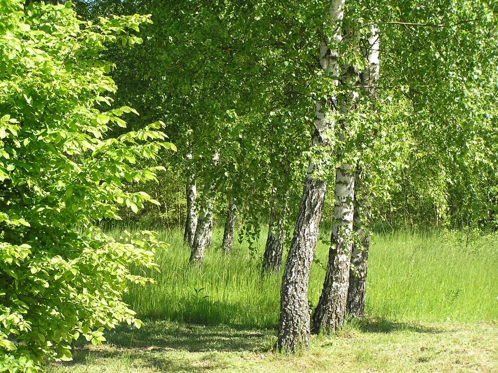 Wymoj Park Daire Stawiguda Dış mekan fotoğraf